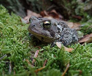 grey frog in green grass