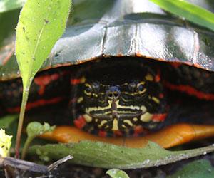 front view of a turtle in its shell