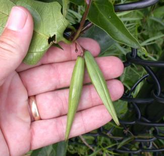 Black Swallowwort vine