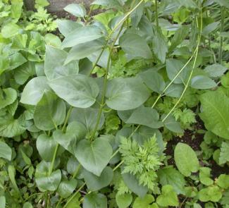 Black Swallowwort