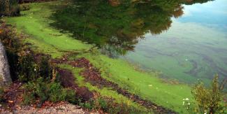 Thick green foam may wash ashore during a bloom