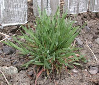 Drooping Brome plant