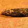 False Codling Moth