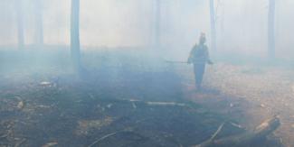 thick smoke covering forest floor