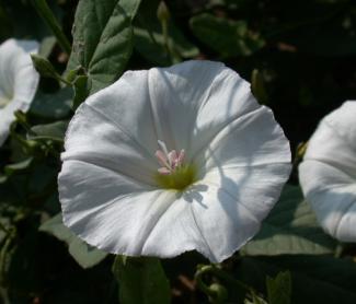 Wild Morning Glory white