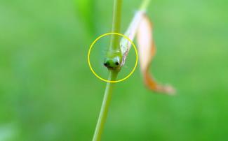 Japanese Stiltgrass