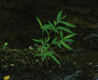 Japanese Stiltgrass 