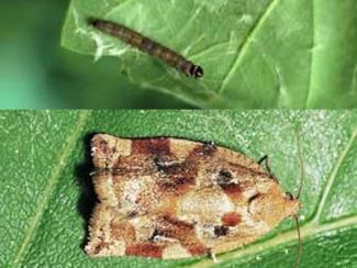 Variegated Golden Moth Tortrix