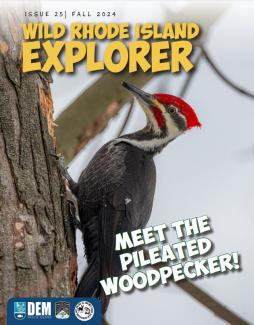 A pileated woodpecker on the front cover of the fall 2024 issue of Wild Rhode Island Explorer