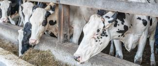 Dairy cows munching on hay at Breene Hollow Farm in Rhode Island